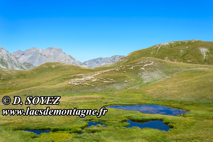 Photo n201507117
Entre lac du Cogour et lacs Marion (Queyras, Hautes-Alpes)
Clich Dominique SOYEZ
Copyright Reproduction interdite sans autorisation