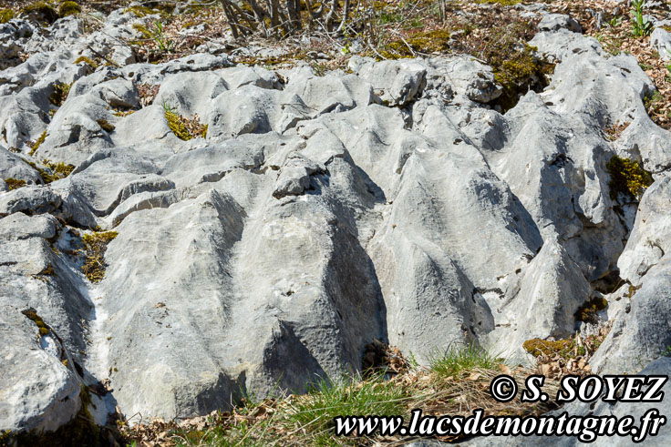 Photo n201704017
Valle fossile des Rimets (1070m) (Vercors, Isre)
Lapiaz de calcaire urgonien. 
Clich Serge SOYEZ
Copyright Reproduction interdite sans autorisation