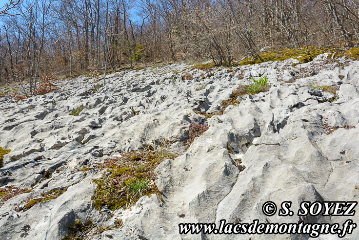 Photo n201704018
Valle fossile des Rimets (1070m) (Vercors, Isre)
Lapiaz de calcaire urgonien. 
Clich Serge SOYEZ
Copyright Reproduction interdite sans autorisation