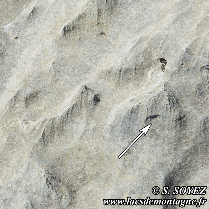Photo n201704022
Valle fossile des Rimets (1070m) (Vercors, Isre)
Nrine (Gastropode marin) 
Clich Serge SOYEZ
Copyright Reproduction interdite sans autorisation