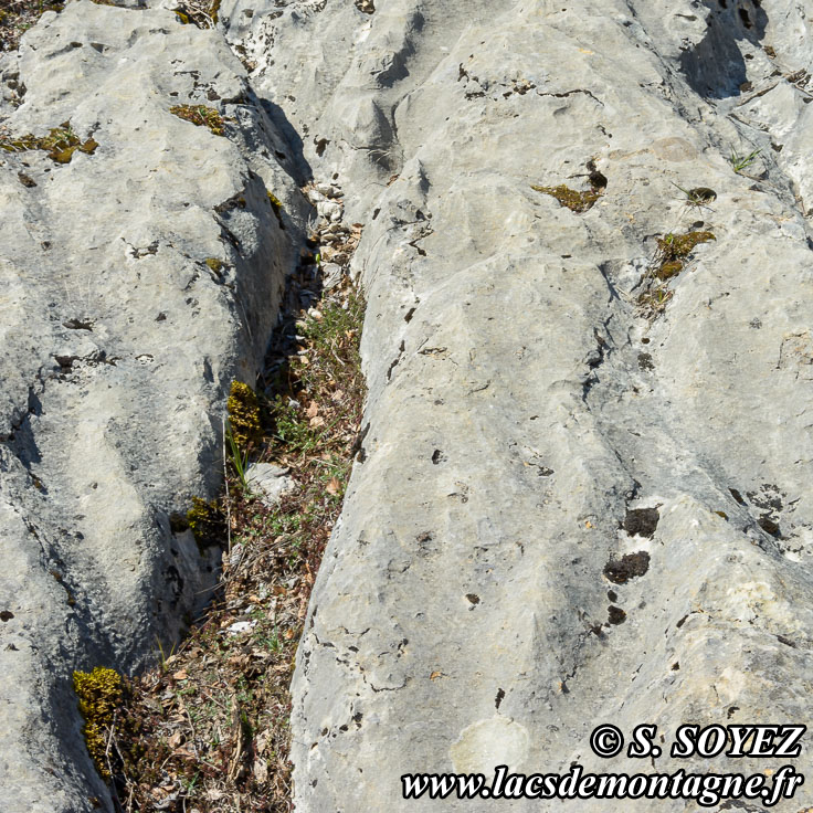 Photo n201704024
Valle fossile des Rimets (1070m) (Vercors, Isre)
Lapiaz de calcaire urgonien formant des rigoles. 
Clich Serge SOYEZ
Copyright Reproduction interdite sans autorisation