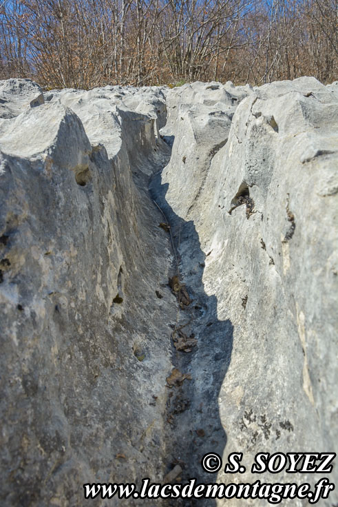 Photo n201704026
Valle fossile des Rimets (1070m) (Vercors, Isre)
Lapiaz de calcaire urgonien formant des rigoles. 
Clich Serge SOYEZ
Copyright Reproduction interdite sans autorisation