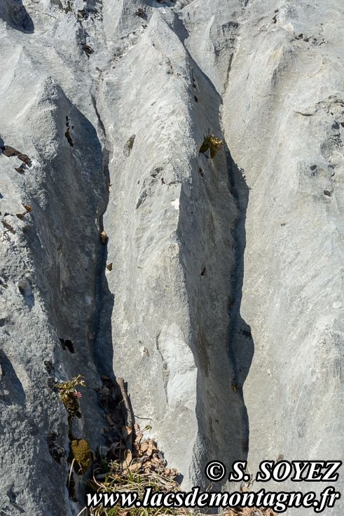 Photo n201704027
Valle fossile des Rimets (1070m) (Vercors, Isre)
Lapiaz de calcaire urgonien formant des rigoles. 
Clich Serge SOYEZ
Copyright Reproduction interdite sans autorisation