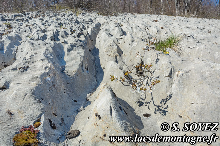 Photo n201704028
Valle fossile des Rimets (1070m) (Vercors, Isre)
Lapiaz de calcaire urgonien formant des rigoles. 
Clich Serge SOYEZ
Copyright Reproduction interdite sans autorisation