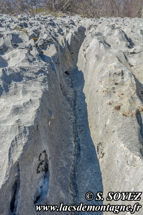 Photo n201704029
Valle fossile des Rimets (1070m) (Vercors, Isre)
Lapiaz de calcaire urgonien formant des rigoles. 
Clich Serge SOYEZ
Copyright Reproduction interdite sans autorisation