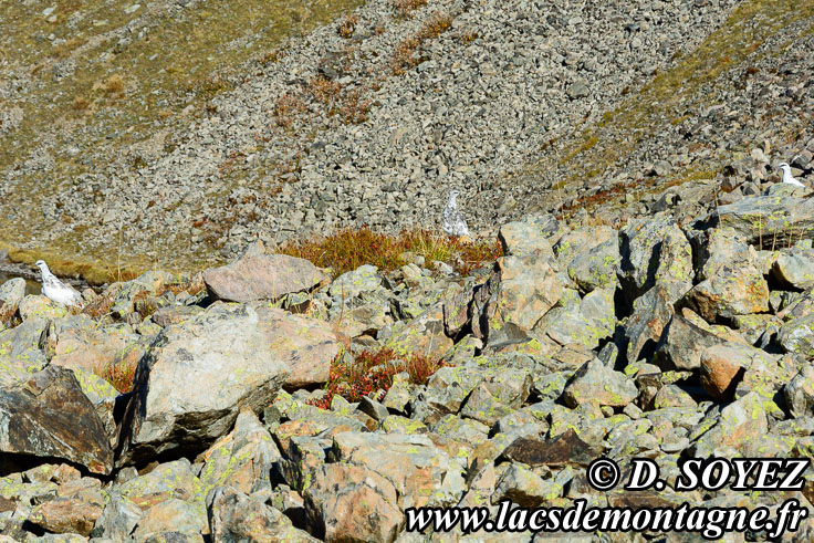 Lagopde alpin (Lagopus mutus)
Photo n201810002
Clich Dominique SOYEZ
Copyright Reproduction interdite sans autorisation
