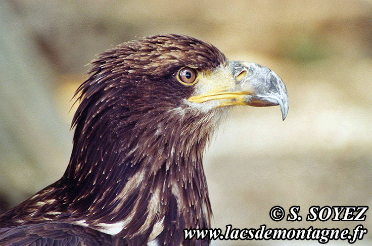 Photo n20040806
Aigle royal (Aquila chrysaetos)
Clich Serge SOYEZ
Copyright Reproduction interdite sans autorisation