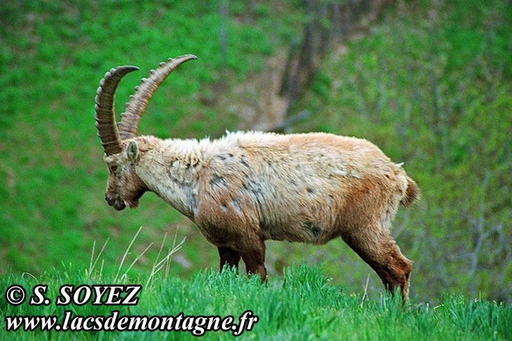 Photo n20090514NHD_art
Bouquetin (Capra ibex)
Clich Serge SOYEZ
Copyright Reproduction interdite sans autorisation