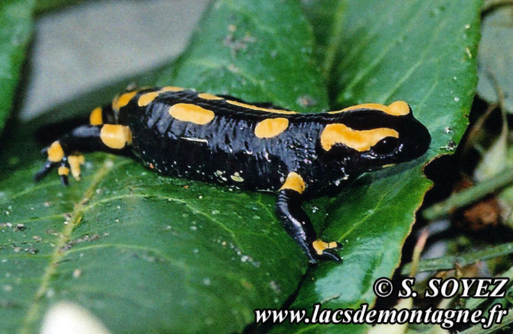 Salamandre tachete (Salamandra salamandra)
Clich Serge SOYEZ
Copyright Reproduction interdite sans autorisation