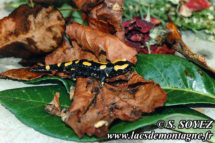 Photo n20070804
Salamandre tachete (Salamandra salamandra)
Clich Serge SOYEZ
Copyright Reproduction interdite sans autorisation
