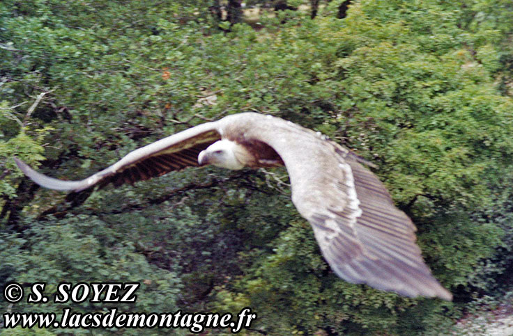 Vautour fauve (Gyps fulvus)
Clich Serge SOYEZ
Copyright Reproduction interdite sans autorisation