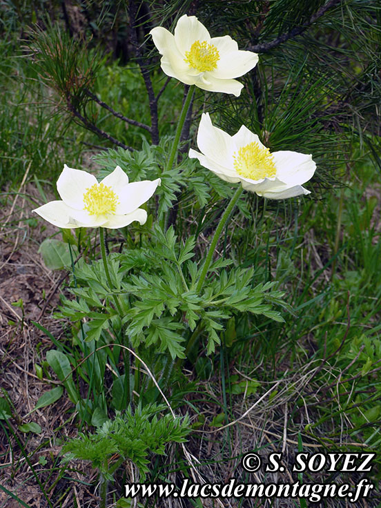 Photo nsoufree
Anmone soufre (Pulsatilla alpina apiifolia)
Clich Serge SOYEZ
Copyright Reproduction interdite sans autorisation