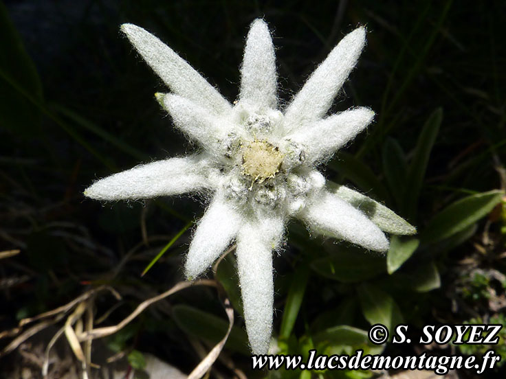 Photo nP1000688
Edelweiss (Leontopodium alpinum)
Clich Serge SOYEZ
Copyright Reproduction interdite sans autorisation