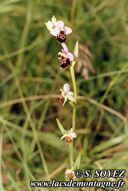 Photo n20030701
Ophrys bourdon (Ophrys fuciflora)
Clich Serge SOYEZ
Copyright Reproduction interdite sans autorisation