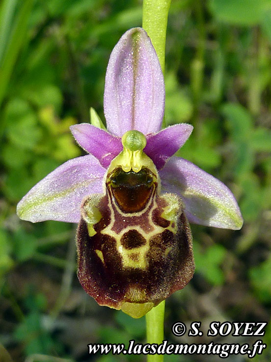 Photo nP1020181
Ophrys bourdon (Ophrys fuciflora)
Clich Serge SOYEZ
Copyright Reproduction interdite sans autorisation