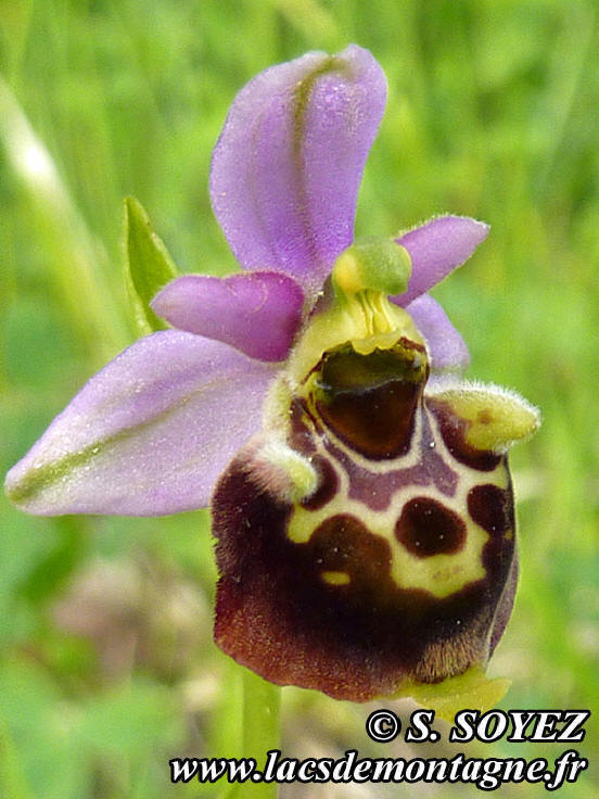 Photo nP1020200
Ophrys bourdon (Ophrys fuciflora)
Clich Serge SOYEZ
Copyright Reproduction interdite sans autorisation