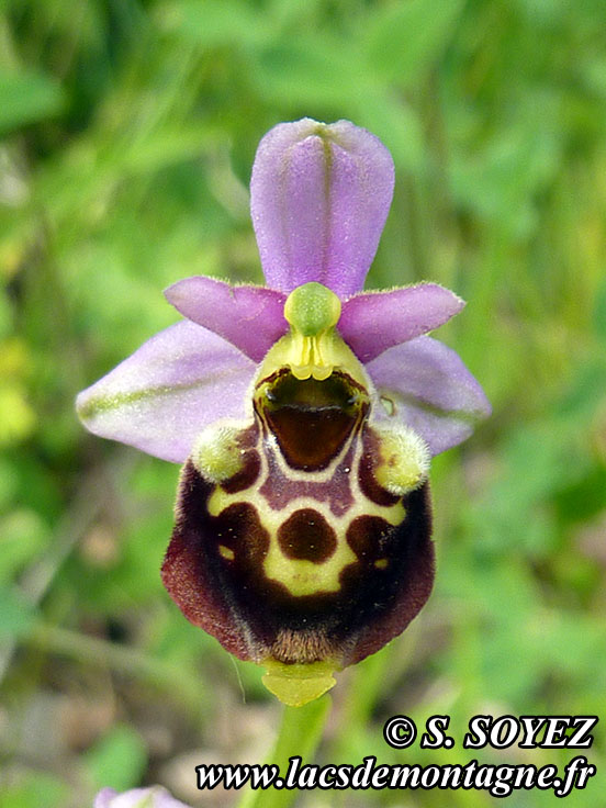 Photo nP1020201
Ophrys bourdon (Ophrys fuciflora)
Clich Serge SOYEZ
Copyright Reproduction interdite sans autorisation