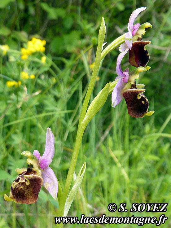 Photo nP1020210
Ophrys bourdon (Ophrys fuciflora)
Clich Serge SOYEZ
Copyright Reproduction interdite sans autorisation
