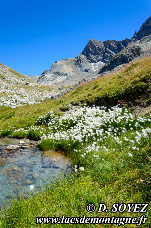 Photo n201507151
Linaigrette de Scheuchzer (Eriophorum scheuchzeri Hoppe, 1800)
Clich Dominique SOYEZ
Copyright Reproduction interdite sans autorisation