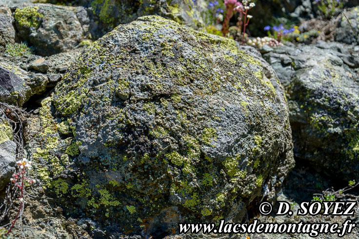 Photo n201607013
Laves en coussins du versant SUD du Collet Vert (piton 2558 m), Massif du Chenaillet (Brianonnais, Hautes-Alpes)
Clich Dominique SOYEZ
Copyright Reproduction interdite sans autorisation