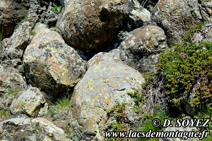 Photo n�201607028
Coussin de basalte (pillow-lavas)
(Montgen�vre, Hautes-Alpes)
Clich� Dominique SOYEZ
Copyright Reproduction interdite sans autorisation