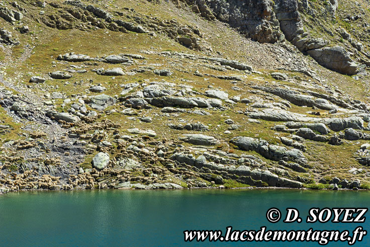 202207114
Lac des Pisses (2495m) (Champsaur, crins, Hautes-Alpes)
Clich Dominique SOYEZ
Copyright Reproduction interdite sans autorisation