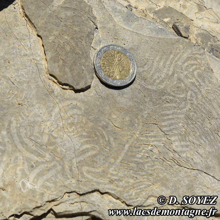 Photo n202107058
Flysch  helminthodes (Les Orres, Embrunais, Hautes-Alpes)
Clich Dominique SOYEZ
Copyright Reproduction interdite sans autorisation