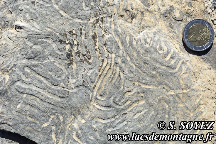 Photo n202107064
Flysch  helminthodes (Les Orres, Embrunais, Hautes-Alpes)
Clich Serge SOYEZ
Copyright Reproduction interdite sans autorisation