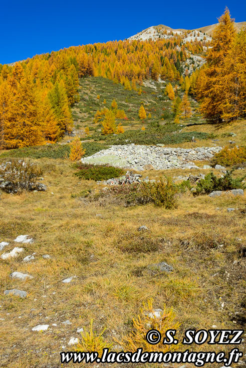 Photo n°201610001
Couleurs d'automne d'un mélézin du Queyras (Hautes-Alpes)
Cliché Serge SOYEZ
Copyright Reproduction interdite sans autorisation