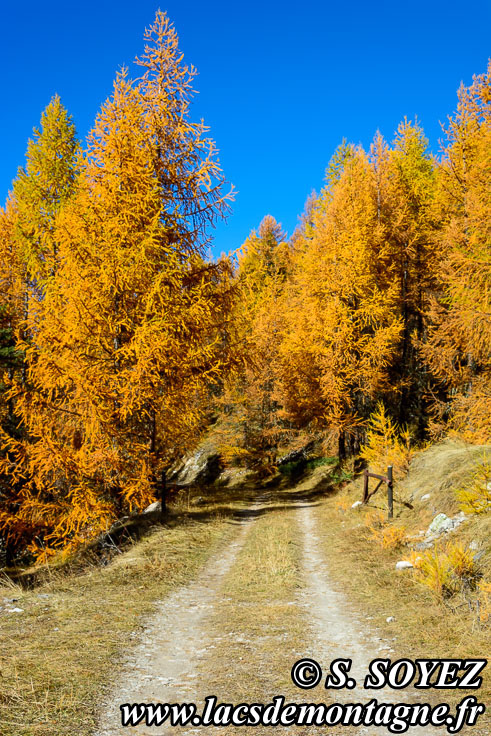 Photo n201610002
Couleurs d'automne d'un mlzin du Queyras (Hautes-Alpes)
Clich Serge SOYEZ
Copyright Reproduction interdite sans autorisation