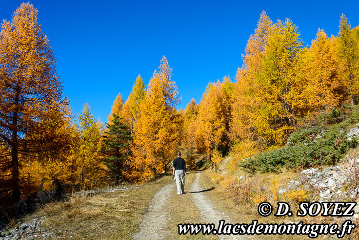 Photo n201610003
Couleurs d'automne d'un mlzin du Queyras (Hautes-Alpes)
Clich Dominique SOYEZ
Copyright Reproduction interdite sans autorisation