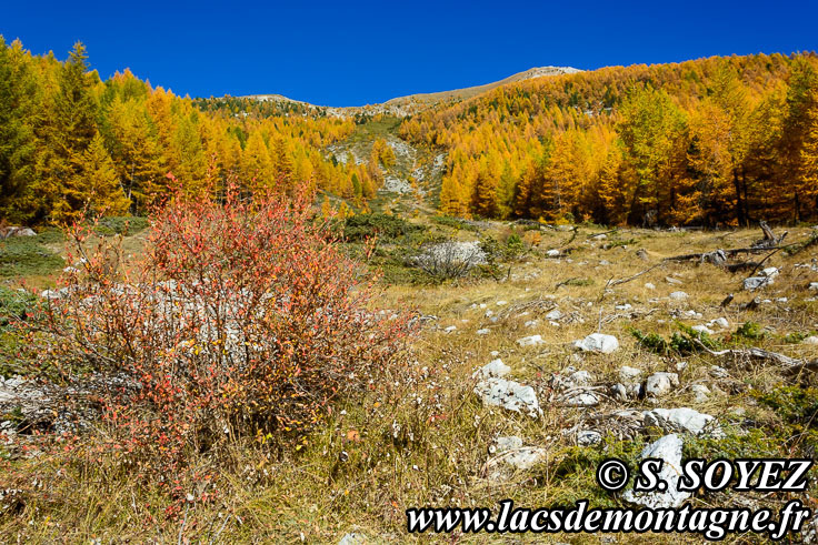 Photo n201610004
Couleurs d'automne d'un mlzin du Queyras (Hautes-Alpes)
Clich Serge SOYEZ
Copyright Reproduction interdite sans autorisation