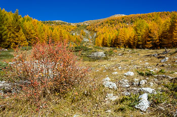 Couleurs d'automne d'un mélézin
dans le Queyras (Hautes-Alpes)
Cliché Serge SOYEZ
Copyright Reproduction interdite sans autorisation