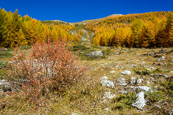 Couleurs d'automne d'un mlzin
dans le Queyras (Hautes-Alpes)
Clich Serge SOYEZ
Copyright Reproduction interdite sans autorisation