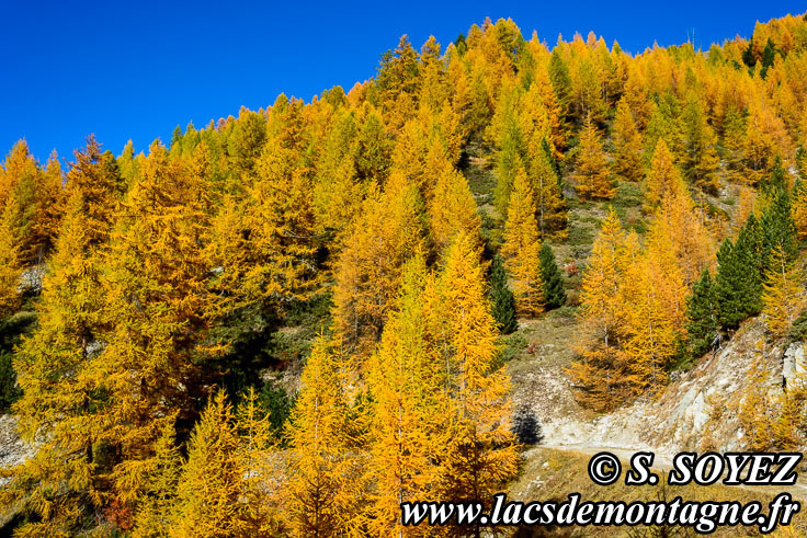 Photo n201610005
Couleurs d'automne d'un mlzin du Queyras (Hautes-Alpes)
Clich Serge SOYEZ
Copyright Reproduction interdite sans autorisation