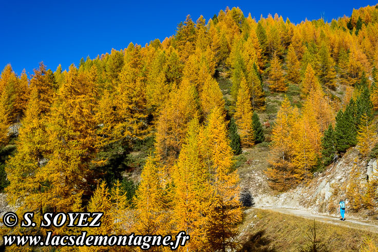 Photo n201610006
Couleurs d'automne d'un mlzin du Queyras (Hautes-Alpes)
Clich Serge SOYEZ
Copyright Reproduction interdite sans autorisation