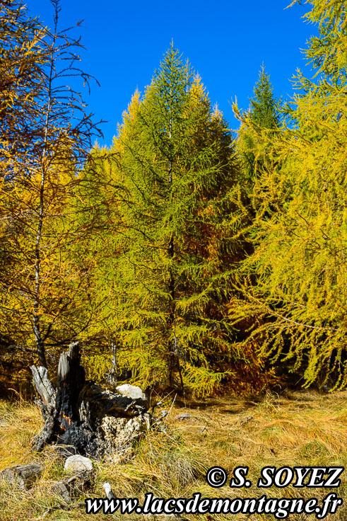 Photo n°201610007
Couleurs d'automne d'un mélézin du Queyras (Hautes-Alpes)
Cliché Serge SOYEZ
Copyright Reproduction interdite sans autorisation