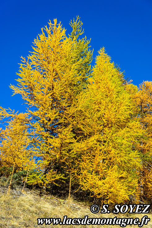 Photo n201610009
Couleurs d'automne d'un mlzin du Queyras (Hautes-Alpes)
Clich Serge SOYEZ
Copyright Reproduction interdite sans autorisation