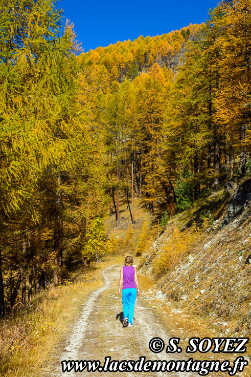 Photo n201610010
Couleurs d'automne d'un mlzin du Queyras (Hautes-Alpes)
Clich Serge SOYEZ
Copyright Reproduction interdite sans autorisation