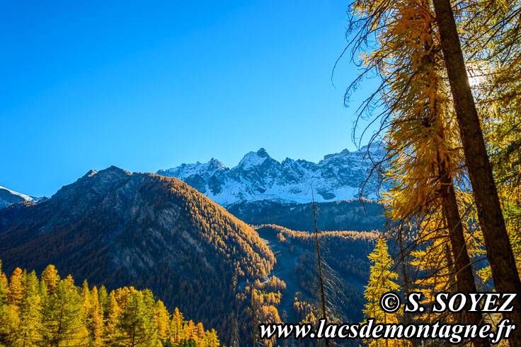 Photo n201610011
Couleurs d'automne d'un mlzin du Queyras (Hautes-Alpes)
Clich Serge SOYEZ
Copyright Reproduction interdite sans autorisation