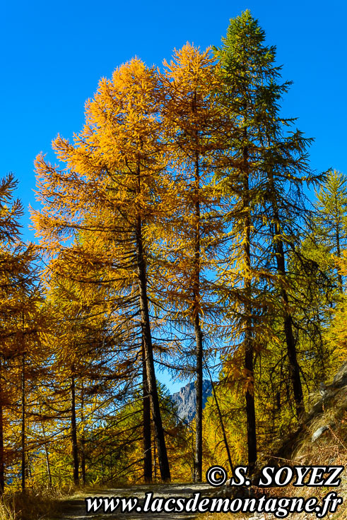 Photo n201610013
Couleurs d'automne d'un mlzin du Queyras (Hautes-Alpes)
Clich Serge SOYEZ
Copyright Reproduction interdite sans autorisation