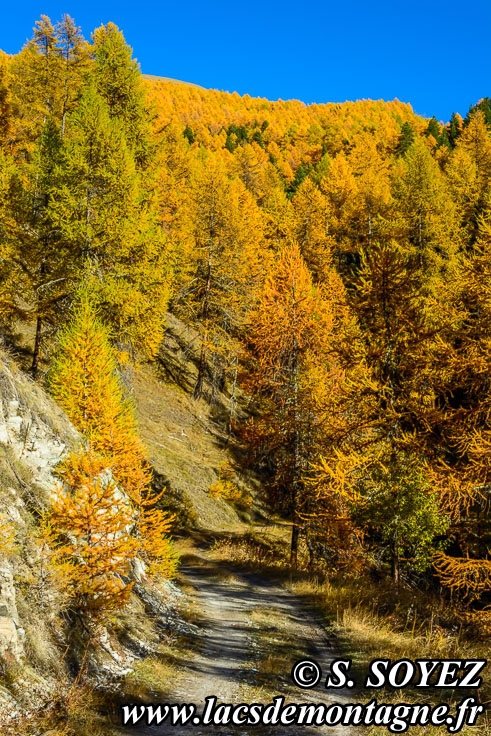 Photo n201610015
Couleurs d'automne d'un mlzin du Queyras (Hautes-Alpes)
Clich Serge SOYEZ
Copyright Reproduction interdite sans autorisation