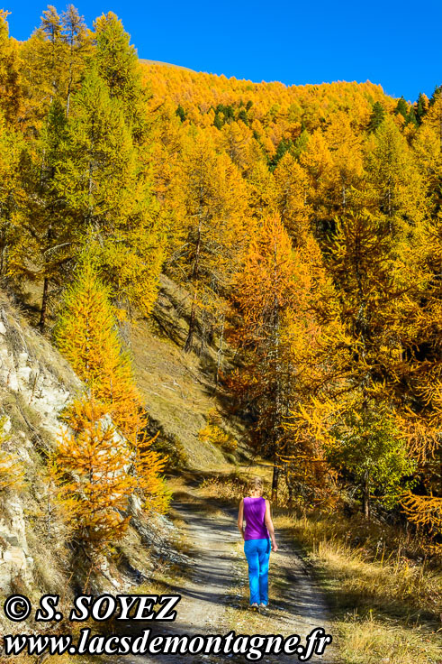 Photo n201610016
Couleurs d'automne d'un mlzin du Queyras (Hautes-Alpes)
Clich Serge SOYEZ
Copyright Reproduction interdite sans autorisation