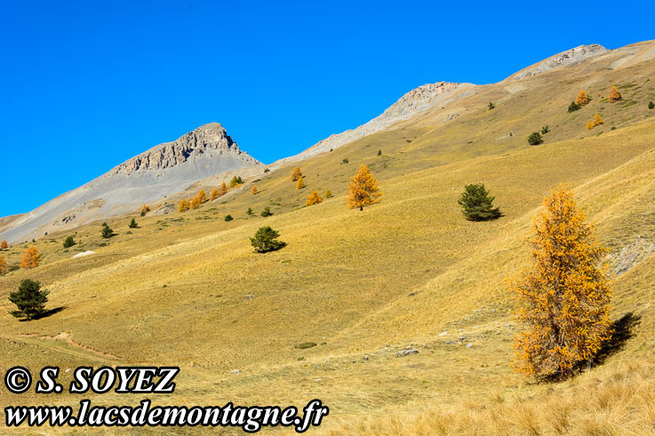 Photo n201610017
Couleurs d'automne d'un mlzin du Queyras (Hautes-Alpes)
Clich Serge SOYEZ
Copyright Reproduction interdite sans autorisation