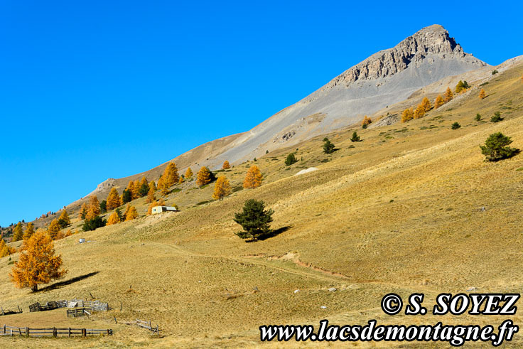 Photo n201610018
Couleurs d'automne d'un mlzin du Queyras (Hautes-Alpes)
Clich Serge SOYEZ
Copyright Reproduction interdite sans autorisation