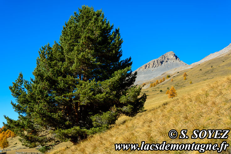 Photo n201610019
Couleurs d'automne d'un mlzin du Queyras (Hautes-Alpes)
Clich Serge SOYEZ
Copyright Reproduction interdite sans autorisation