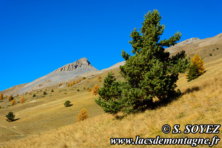 Photo n201610020
Couleurs d'automne d'un mlzin du Queyras (Hautes-Alpes)
Clich Serge SOYEZ
Copyright Reproduction interdite sans autorisation