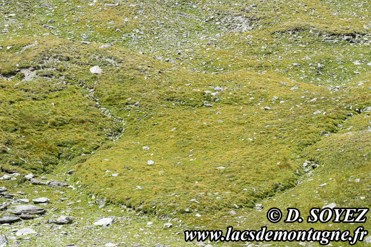 Photo n°202107135
Lacs de l'Eychassier (2815m) (Queyras, Hautes-Alpes)
Cliché Dominique SOYEZ
Copyright Reproduction interdite sans autorisation