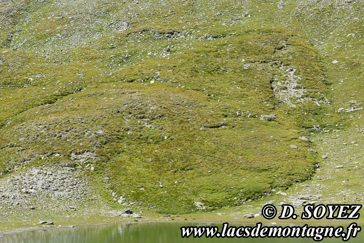 Photo n°202107138
Lacs de l'Eychassier (2815m) (Queyras, Hautes-Alpes)
Cliché Dominique SOYEZ
Copyright Reproduction interdite sans autorisation