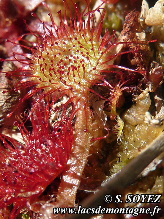 Photo n20090809
Drosra  feuilles rondes (Drosera rotundifolia)
Clich Serge SOYEZ
Copyright Reproduction interdite sans autorisation